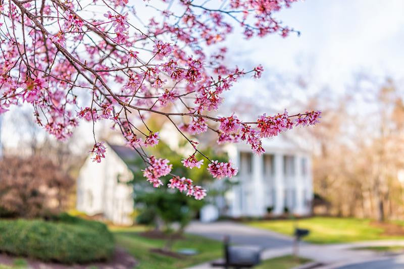 spring-home-exterior-cherry-blossom-flowers