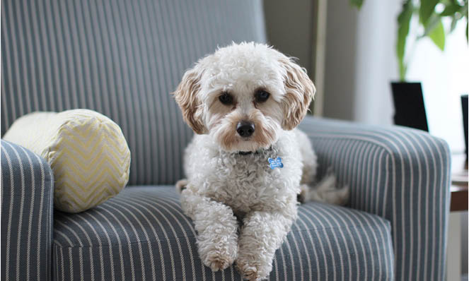 small-dog-sitting-on-striped-chair