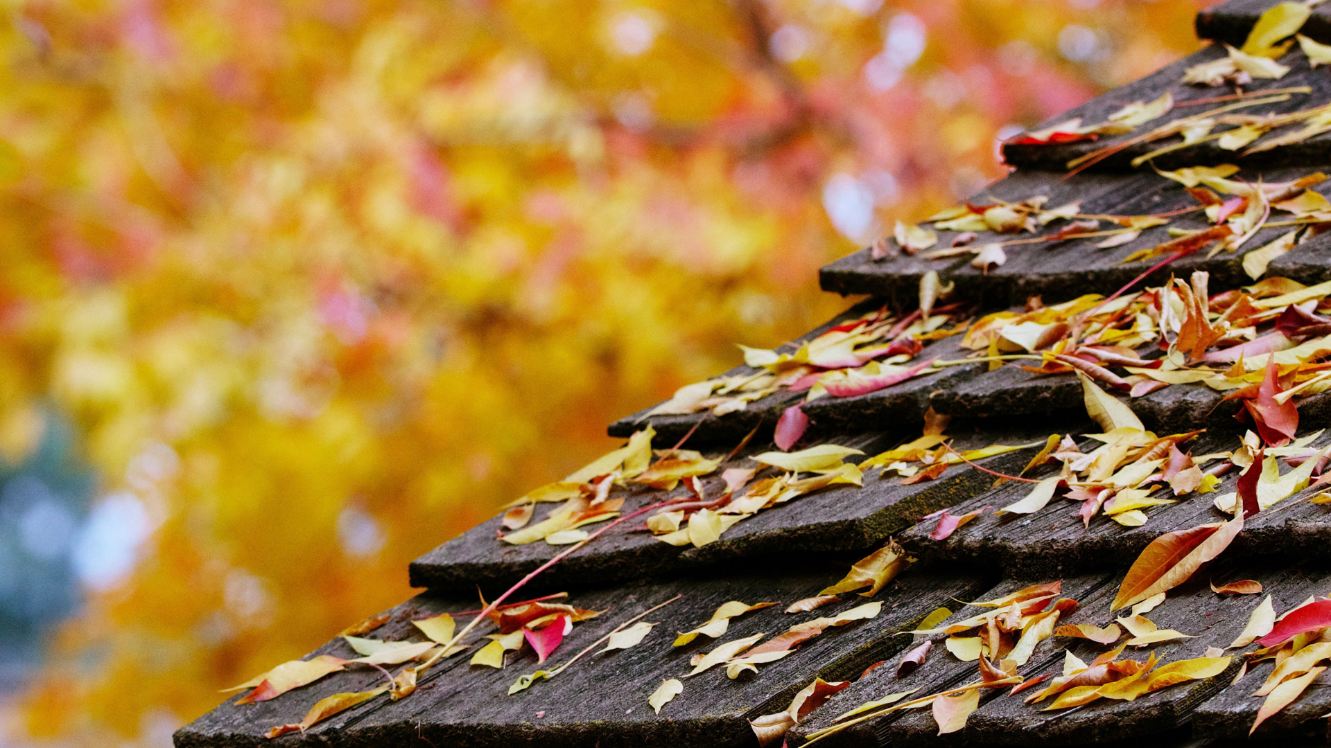 Colorful autumn leaves covering a home’s roof, highlighting seasonal fall home maintenance.