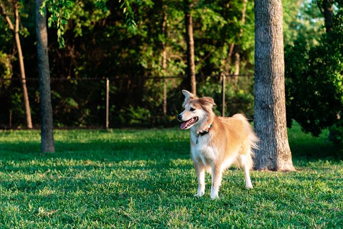 Play with dog in backyard