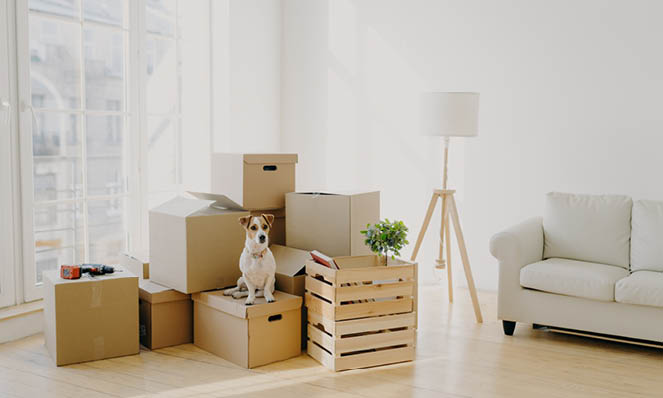unpacking-boxes-home-living-room-dog