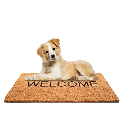 boarder-collie-welcome-mat