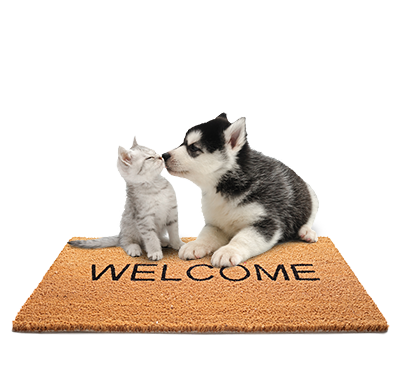 grey-kitten-husky-welcome-mat