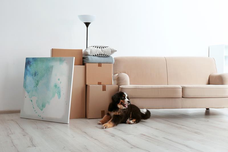 cute-puppy-couch-boxes-painting-floor-lamp