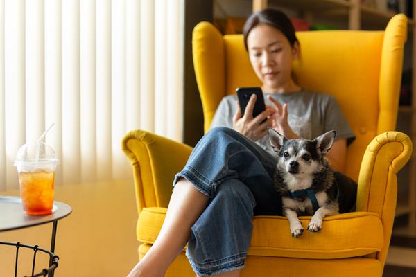 Woman sitting on yellow chair using cell phone with black Chihuahua